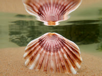 P5260271