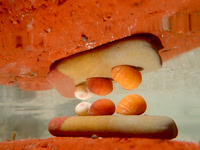 P6050594