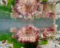 Rock Pools