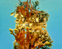 Underwater Flora & Fauna 2024